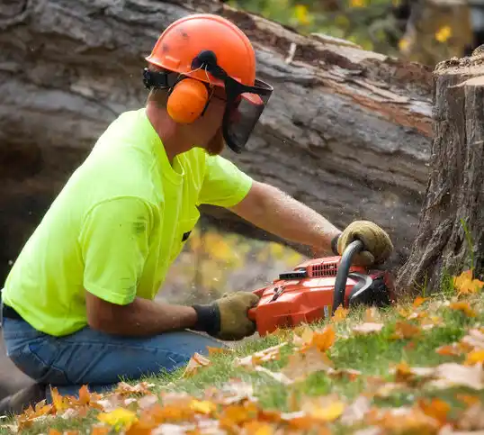 tree services New Brunswick